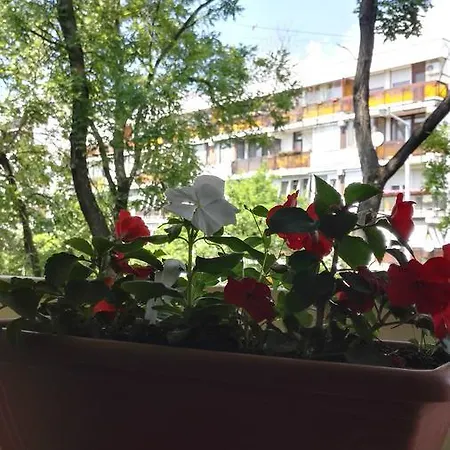 Apartment Csipke